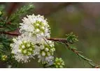 Sustainable Botanicals - Kunzea Oil