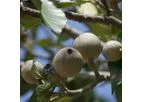 Sustainable Botanicals - Jagua Blue Extract