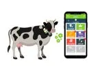 Cow Collar for Heat and Disease Detection