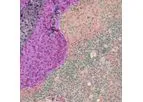 Translational Research Service