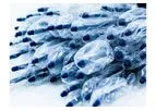 Biomerics - Medical Balloons & Balloon Catheters