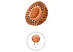 Nanovex - Model Liposomes - Hollow Nanospheres