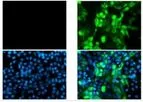 GeneTex - Model SARS-CoV-2 (COVID-19)-[HL5511] - Nucleocapsid Antibody