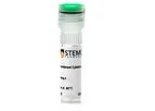 Stemcell - Model bFGF - Human Recombinant