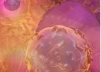 Lava - Model Vy9Vd2 - Gamma-Delta T Cells