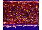 OrganoReady - Blood Vessel HUVEC