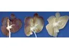 Perfusion Decellularization Technology