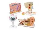 3B Scientific - Anatomy Set Senses