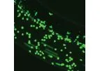 SynRAM - 3D Inflammation Model