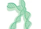 Lentivirus - Non-Replicating Lentiviral Vector