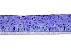 SkinEthic - Model HCE - Human Corneal Epithelium