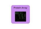 RayBiotech - Model CTLA4 - Epitope Mapping Peptide Array