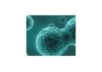 MyoCell - Model SDF-1 - Myoblast Cells