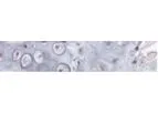 Matrix - 3D Hydrogel Cell