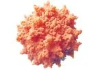 Recombinant Adeno-Associated Virus
