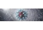 Immune System of Arenavirus Platform