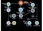 CoVepiT - Multi-Target and Multi-Variant Vaccine