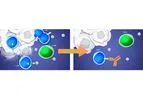 Model OSE-127/ S95011 - Humanized Monoclonal Antibody