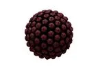 2A Pharma - Model 2AP01 - HPV Vaccine