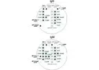 Arbovirus Viramed - Model IgG and IgM - Protein Microarrays for the Qualitative Detection