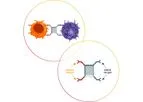 Model AFM24 - Innate Cell Engager Molecule