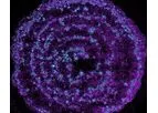 mimiX - Sound Induced Morphogenesis Technology