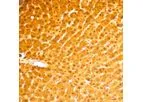 Ionpath - Model 150Nd - Arginase-1 Antibody