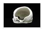 BioModels - Anatomical Model