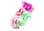 Model BC 6355 - Native Zika Virus Antigen
