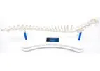 Fusion - Model FI-EDU-S1 - Canine Anatomical Spine Model