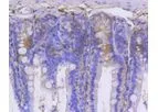 Huabio - Model GARS -SC0651 ET1610-67 - Recombinant Rabbit Monoclonal Antibody