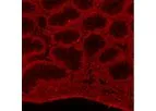 Huabio - Model LMNB2 -R1408-4 - Rabbit Polyclonal Antibody