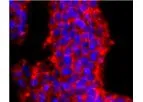 Huabio - Model PRMT1 -JA11-17-ET1704-19 - Recombinant Rabbit Monoclonal Antibody