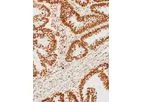 GeneAb - Model IHC500-7 - 5-methylcytosine Antibody