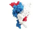 Model nfP2X7 - Immune Cell