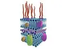 Carbohydrate Antibodies