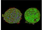 InSphero 3D InSight - Model NASH - Advanced 3D Human Liver Disease