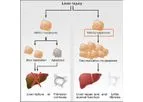 HepaRegeniX - A First-in-class Therapeutic Target