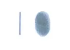 SILKBridge - Tissue Engineered Technology