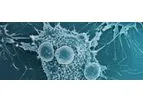 Antibody Therapies