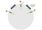 Carina Biotech - Proprietary Multifunctional Chemokine Receptor Platform