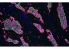 Highplex - Version FL - Cell-Based Analysis Module