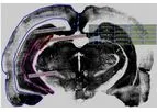 Preclinical CRO Services