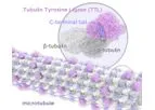 Tubulis - Model Tub-tag - Conjugation Platform