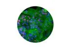 Ncardia - Human iPSC-Derived Atrial-Like Cardiomyocytes