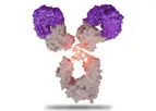 SystImmune - Model BL-M07D1-ADC - Antibody Drug Conjugates (ADC) Molecules