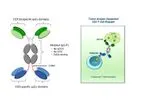 Aptevo - Model APVO436 (anti-CD123 x anti-CD3) - Optimized ADAPTIR Bispecific Antibody