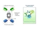 Aptevo - Model ALG.APV-527 - Bispecific Antibody