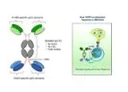Aptevo - Model APVO603 - Dual Agonist Bispecific Antibody