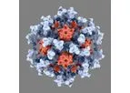 Icosavax - Model IVX-411 - SARS-CoV-2 VLP Vaccine Candidate